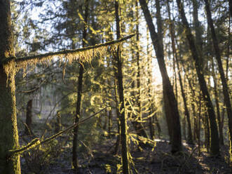 Deutschland, Bayern, Moosbewachsener Baum im Oberpfälzer Wald - HUSF00120