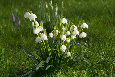 Deutschland, Frühlingsschneeflocken (Leucojum vernum) blühen im Freien - WIF04209