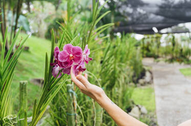 Malaysia, Hand einer Frau, die eine rosa blühende Blume berührt - JCMF00470