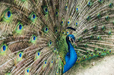 Malaysia, Portrait of peacock fanning out tail - JCMF00472