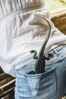 Malaysia, Toy crocodile sticking out of pocket of jeans shorts - JCMF00474