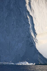 Birds below iceberg Greenland - HOXF05664