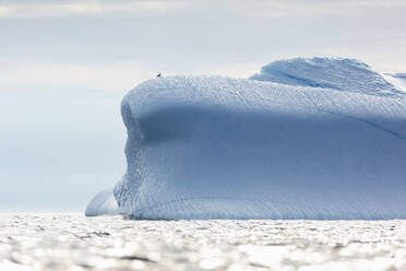 Majestic iceberg formation on sunny Atlantic Ocean Greenland - HOXF05720