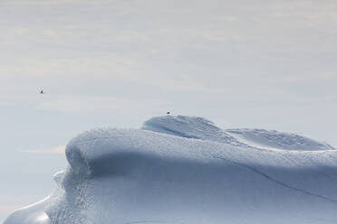 Bird perched on top of sunny majestic iceberg Greenland - HOXF05722