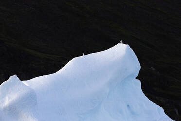 Birds perched on iceberg Greenland - HOXF05730