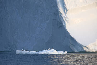 Birds perched on melting ice below iceberg Atlantic Ocean Greenland - HOXF05737
