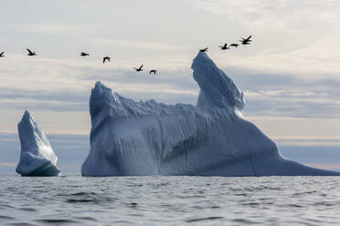 Vögel fliegen über Eisberge im Atlantik Grönland - HOXF05749