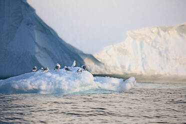 Birds on melting polar ice Atlantic Ocean Greenland - HOXF05766