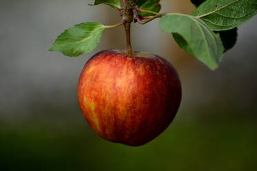 Nahaufnahme von Apfel wächst auf Zweig der Baum - EYF01534
