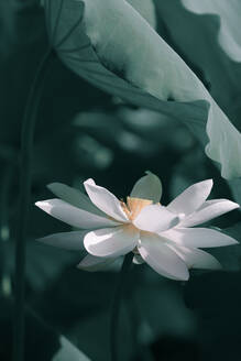 Nahaufnahme von weißen Lotus Seerose Blume wächst im Park - EYF01670