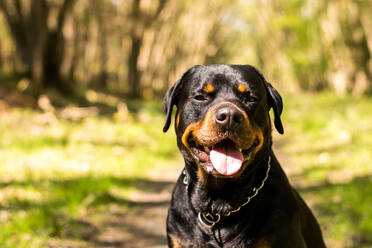 Nahaufnahme Porträt eines schwarzen Hundes - EYF01683