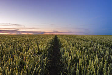 Scenic Ansicht von Weizenfeld bei Sonnenuntergang - EYF01696