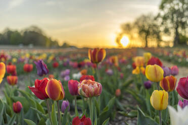 Close-Up Of Purple Tulips On Field Against Sky During Sunset - EYF01777