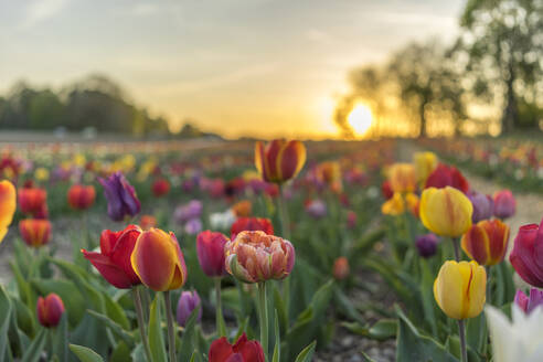 Nahaufnahme von lila Tulpen auf dem Feld gegen den Himmel bei Sonnenuntergang - EYF01777