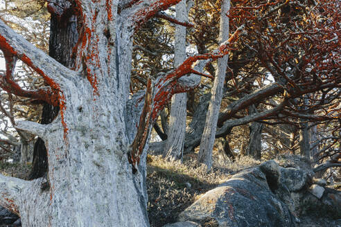 Zypressen und Trentephilia-Algen, Allan Memorial Grove, Point Lobos State Reserve, Kalifornien - MINF14341