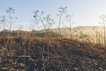 Point Reyes National Seashore, California - MINF14343