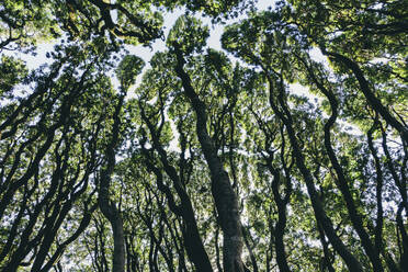 Low angle view of grove of coast live oaks, bishop pines and madrone trees - MINF14348