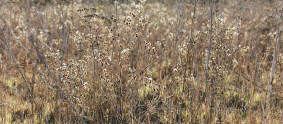 Feld mit trockenen Gräsern und Wildblumen - MINF14360