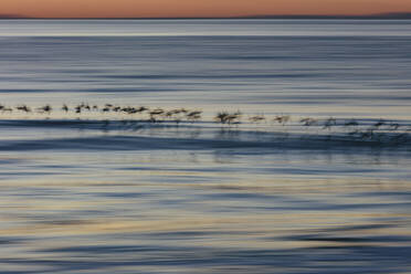 Spotter sandpipers flying over surf, Drakes Beach, Point Reyes National Seashore, California - MINF14369