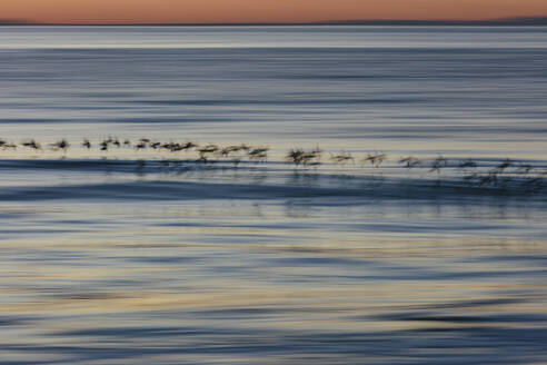 Strandläufer fliegen über die Brandung, Drakes Beach, Point Reyes National Seashore, Kalifornien - MINF14369