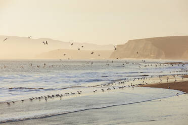 Flussuferläufer und Möwen fliegen über die Brandung Drakes Beach, Point Reyes National Seashore, Kalifornien - MINF14379