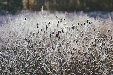 Frostige Wiese mit Wildblumen und Gräsern im Herbst - MINF14380