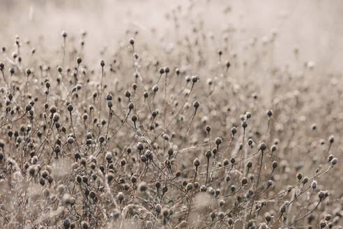 Frostige Wiese mit Wildblumen und Gräsern im Herbst - MINF14381
