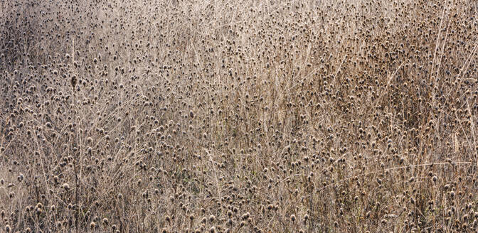 Frostige Wiese mit Wildblumen und Gräsern im Herbst - MINF14383