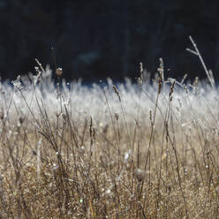 Frostige Wiese mit Wildblumen und Gräsern im Herbst - MINF14386