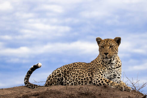 Ein Leopard, Panthera pardus, liegt auf der Spitze eines Termitenhügels, im Hintergrund der Himmel, und schaut aus dem Bild - MINF14390