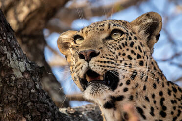 Der Kopf eines Leoparden, Panthera pardus, in einem Baum, mit geöffnetem Maul, der aus dem Rahmen schaut - MINF14391
