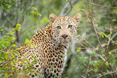 Ein Leopard, Panthera pardus, blickt über seine Schulter, umgeben von Grünzeug, aus dem Bild heraus - MINF14392