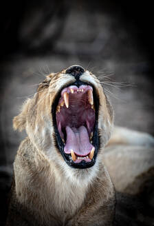 Eine Löwin, Panthera leo, gähnt, Augen geschlossen, Ohren zurück - MINF14393