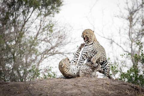 Ein sich paarendes Leopardenpaar, Panthera padrus, knurrt sich gegenseitig an, lizenzfreies Stockfoto