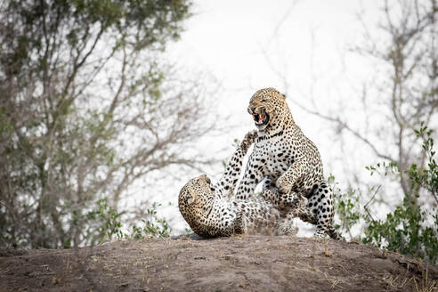 Ein sich paarendes Leopardenpaar, Panthera padrus, knurrt sich gegenseitig an - MINF14394