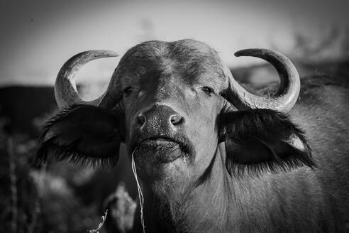 Kopfaufnahme eines Büffels, Syncerus caffer, direkter Blick, schwarz-weiß, Ohren nach vorne gerichtet - MINF14396