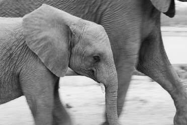 A young elephant, Loxodonta africana, walks side by side with another elephant, black and white image - MINF14397