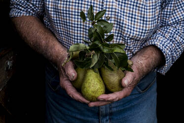 Close up of man holding bunch of green pears. - MINF14406