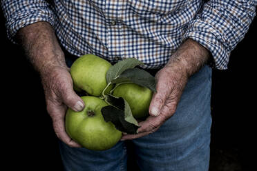 Close up of man holding three large green Bramley Apples. - MINF14407