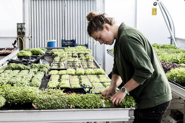 Female gardener standing in a greenhouse, cutting young vegetable plants with pair of scissors. - MINF14415