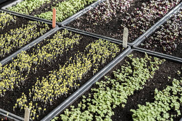 High angle close up of crates with a selection of freshly planted seedlings. - MINF14416