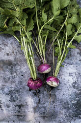 High angle close up of a bunch of freshly picked pink turnips on grey background. - MINF14424