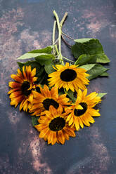 Nahaufnahme eines Straußes frisch gepflückter Sonnenblumen auf grauem Hintergrund. - MINF14427
