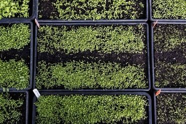 Nahaufnahme von Kisten mit einer Auswahl frisch gepflanzter Setzlinge aus hohem Winkel. - MINF14432
