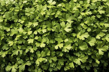 High angle close up of fresh green herbs. - MINF14436