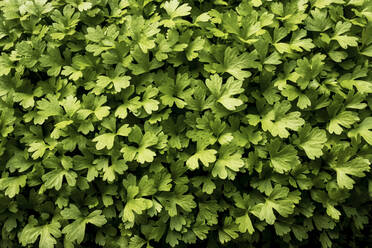 Nahaufnahme von frischen grünen Kräutern aus hohem Winkel. - MINF14436