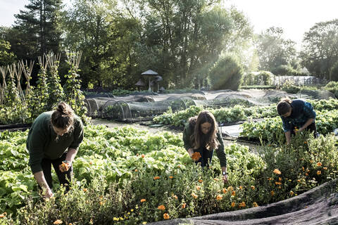 Drei Gärtner arbeiten in einem Gemüsebeet und pflücken essbare Blumen., lizenzfreies Stockfoto
