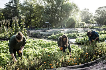 Three gardeners working in a vegetable bed, picking edible flowers. - MINF14440