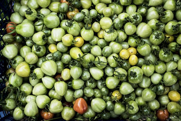 Nahaufnahme einer Kiste mit frisch gepflückten grünen, gelben und roten Tomaten aus hohem Winkel. - MINF14442