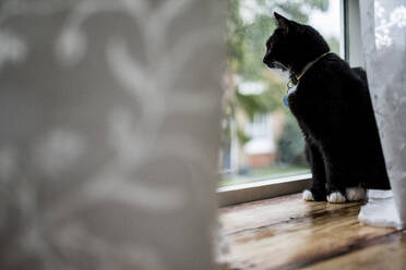 Nahaufnahme einer schwarzen Katze, die auf dem Fensterbrett hinter einem weißen Vorhang sitzt und durch das Fenster schaut. - MINF14493